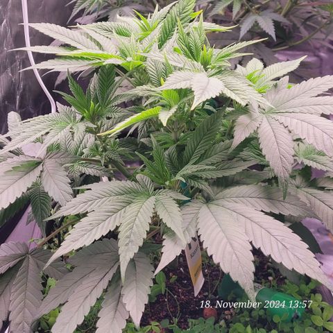 Lockdown Kush 2 Petra  growlog timeline photo
