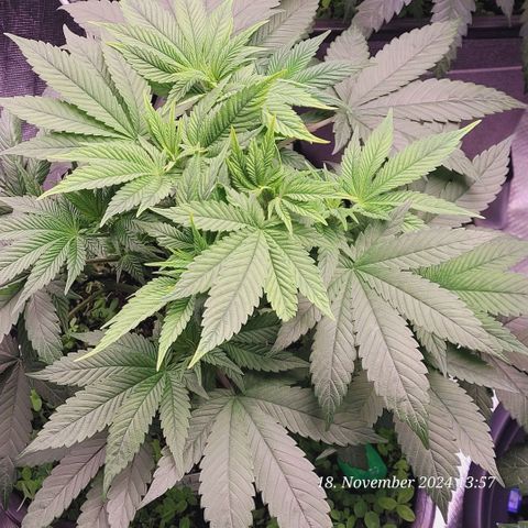 Lockdown Kush 2 Petra  growlog timeline photo