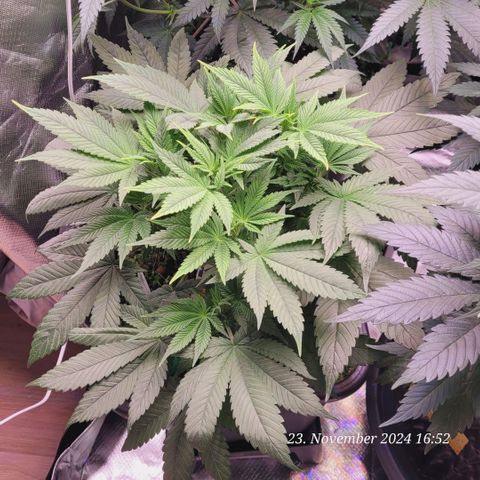 Lockdown Kush 2 Petra  growlog timeline photo