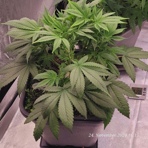 Lockdown Kush 2 Petra  growlog timeline photo