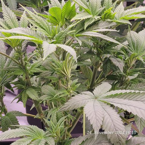 Lockdown Kush 2 Petra  growlog timeline photo