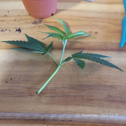 Lockdown Kloni growlog timeline photo