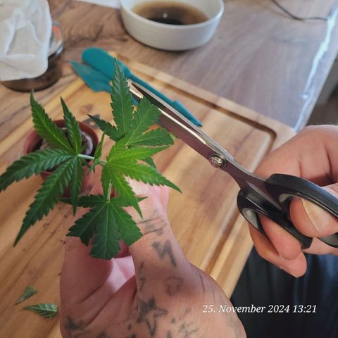 Lockdown Kloni growlog timeline photo