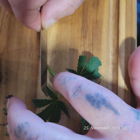 Lockdown Kloni growlog timeline photo