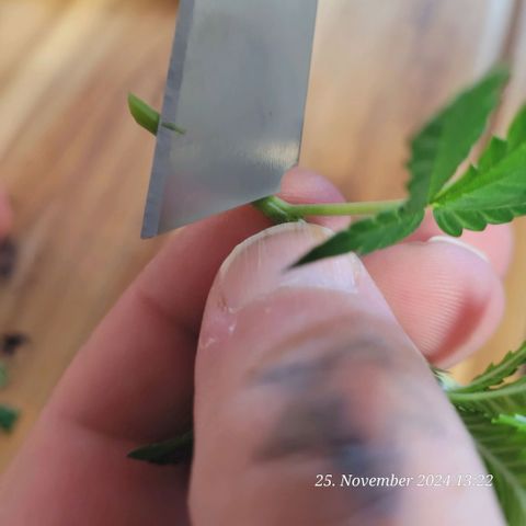 Lockdown Kloni growlog timeline photo
