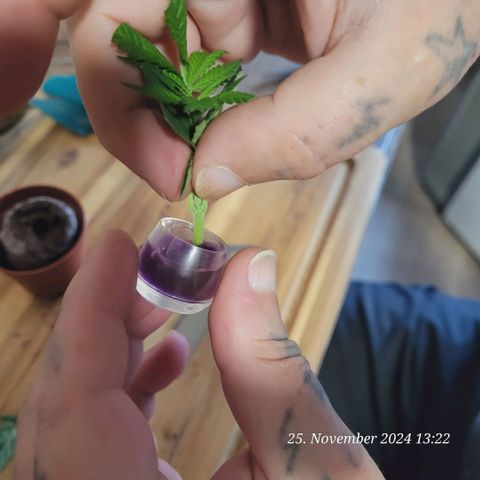 Lockdown Kloni growlog timeline photo