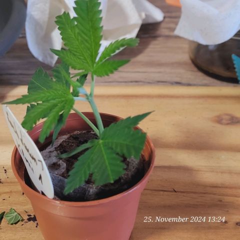 Lockdown Kloni growlog photo: Anhand der Bildfolge hier kann man sehen wie ich Klone mache
