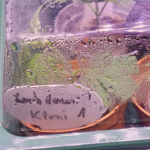 Lockdown Kloni growlog timeline photo