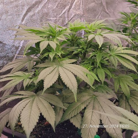 Lockdown Kush 2 Petra  growlog timeline photo