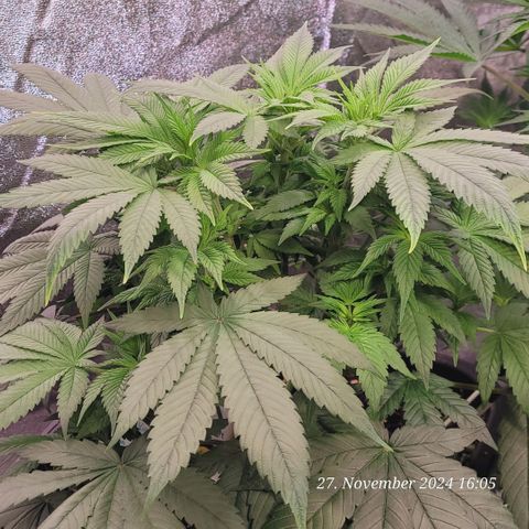 Lockdown Kush 2 Petra  growlog timeline photo