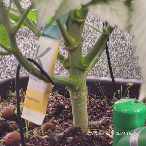 Lockdown Kush 2 Petra  growlog timeline photo