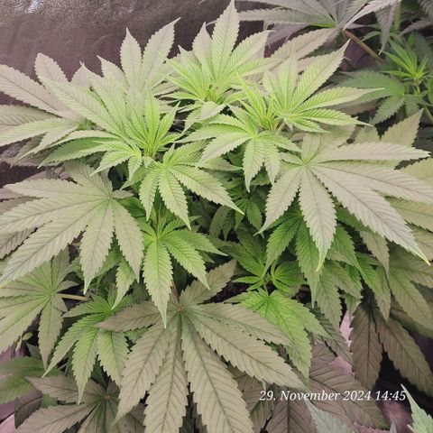 Lockdown Kush 2 Petra  growlog photo: Sie kommt so langsam nach u bewegt sich dann doch 