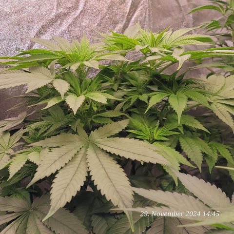 Lockdown Kush 2 Petra  growlog photo: Sie kommt so langsam nach u bewegt sich dann doch 