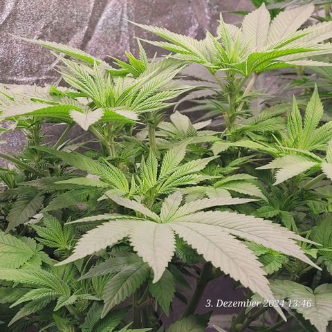 Lockdown Kush 2 Petra  growlog timeline photo