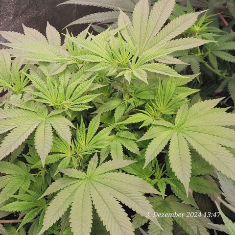 Lockdown Kush 2 Petra  growlog timeline photo