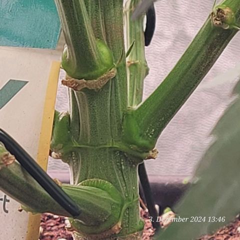 Lockdown Kush 2 Petra  growlog timeline photo