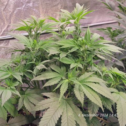 Lockdown Kush 2 Petra  growlog timeline photo