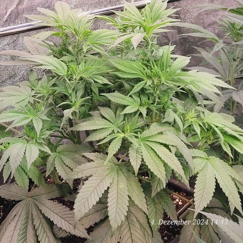 Lockdown Kush 2 Petra  growlog timeline photo