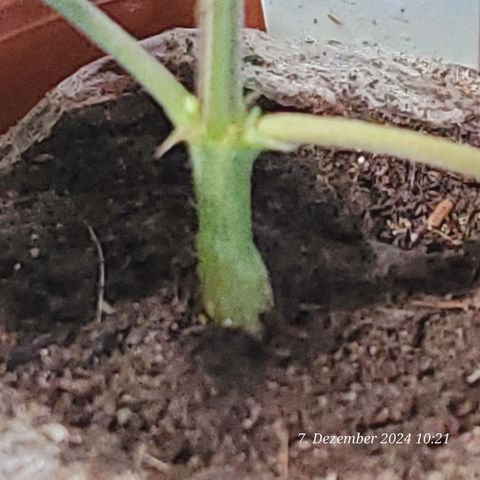 Lockdown Kloni growlog photo: Hat zwar am Stiel unten eine dicke Wulst gebildet , aber noch keine Wurzeln zu sehen 
