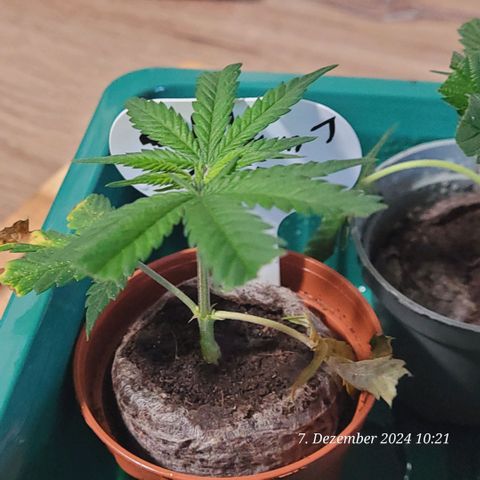 Lockdown Kloni growlog photo: Hat zwar am Stiel unten eine dicke Wulst gebildet , aber noch keine Wurzeln zu sehen 