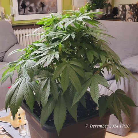 Lockdown Kush 2 Petra  growlog timeline photo