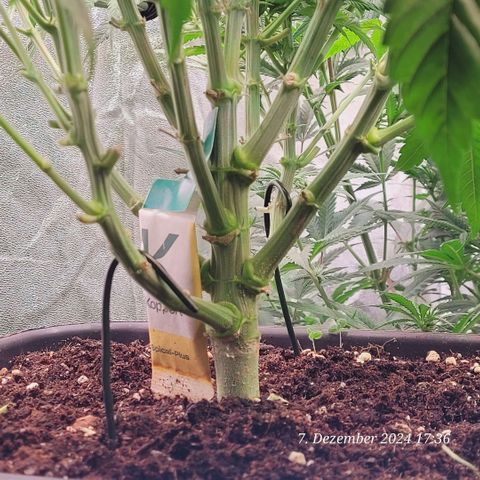 Lockdown Kush 2 Petra  growlog timeline photo
