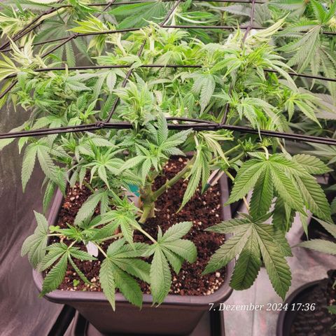 Lockdown Kush 2 Petra  growlog timeline photo