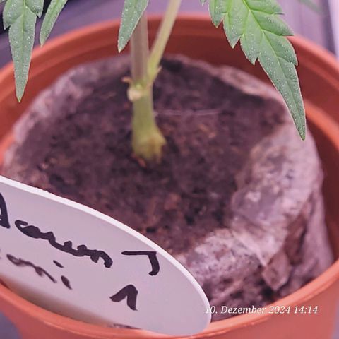 Lockdown Kloni growlog timeline photo