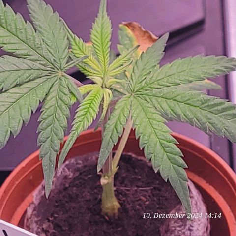 Lockdown Kloni growlog timeline photo