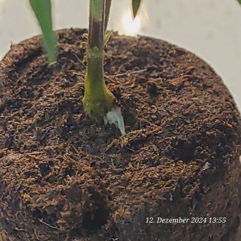Lockdown Kloni growlog photo: Außen am Jiffy keine Wurzeln .
Aber auf dem Bild auf dem Torf ein Wurzelansatz zu sehen aus der erwähnten Wulstbildung 