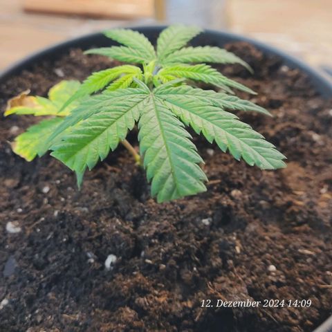 Lockdown Kloni growlog photo: Nun ist es ein getopft