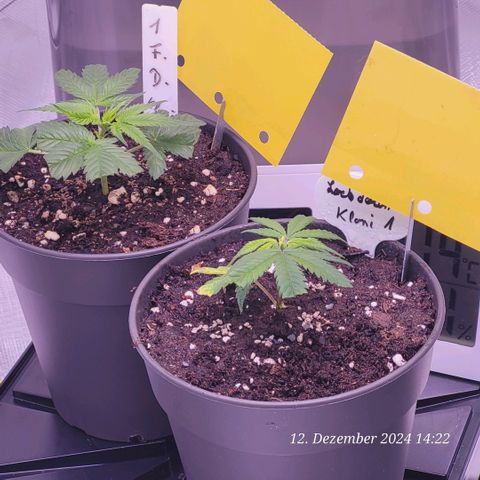 Lockdown Kloni growlog timeline photo