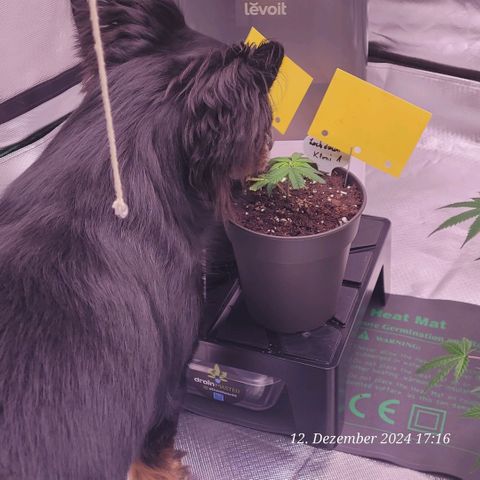 Lockdown Kloni growlog timeline photo