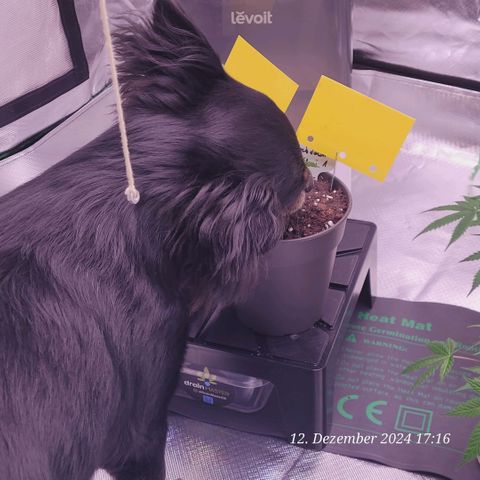 Lockdown Kloni growlog timeline photo