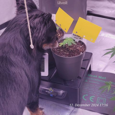 Lockdown Kloni growlog timeline photo