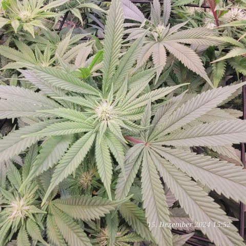 Lockdown Kush 2 Petra  growlog timeline photo