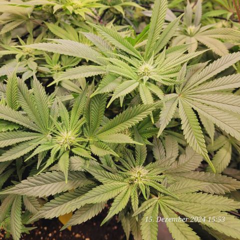 Lockdown Kush 2 Petra  growlog timeline photo