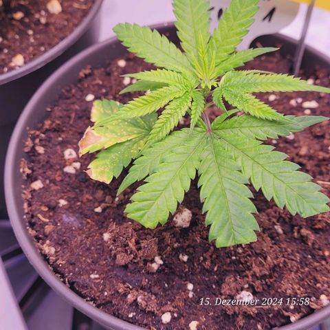 Lockdown Kloni growlog timeline photo