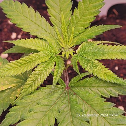 Lockdown Kloni growlog timeline photo
