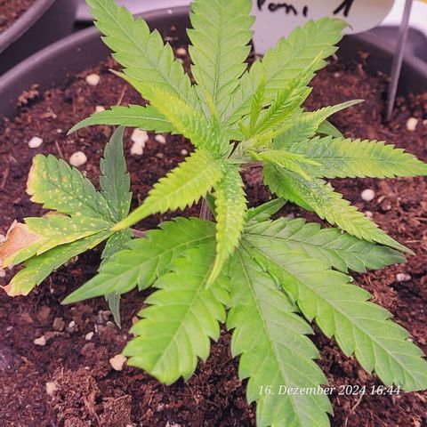 Lockdown Kloni growlog photo: Kommt nun auch so langsam und bekommt mehr gesünderes grün 