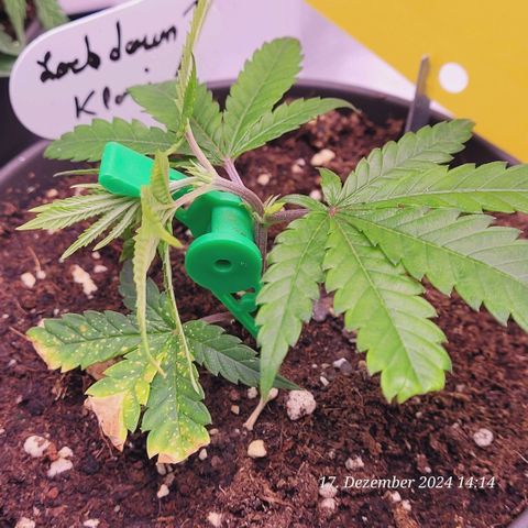 Lockdown Kloni growlog timeline photo