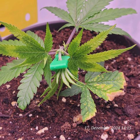 Lockdown Kloni growlog timeline photo
