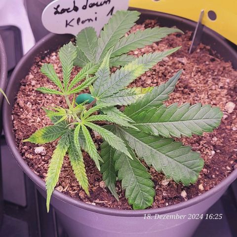 Lockdown Kloni growlog timeline photo