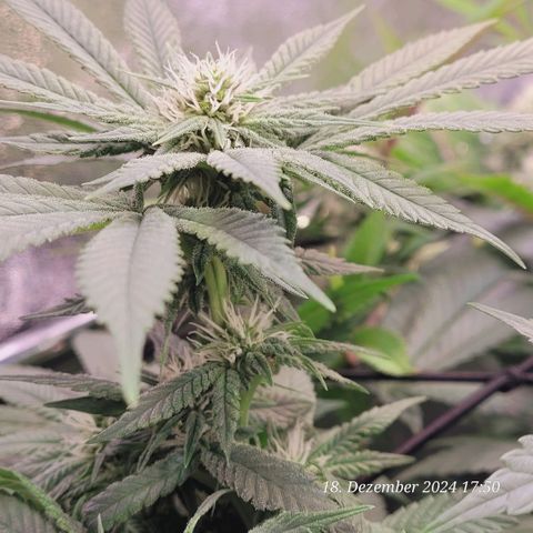 Lockdown Kush 2 Petra  growlog timeline photo