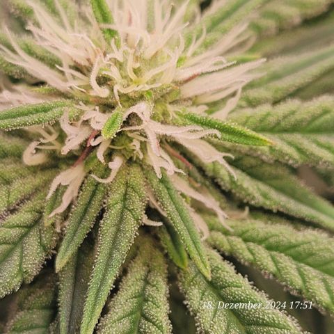 Lockdown Kush 2 Petra  growlog timeline photo