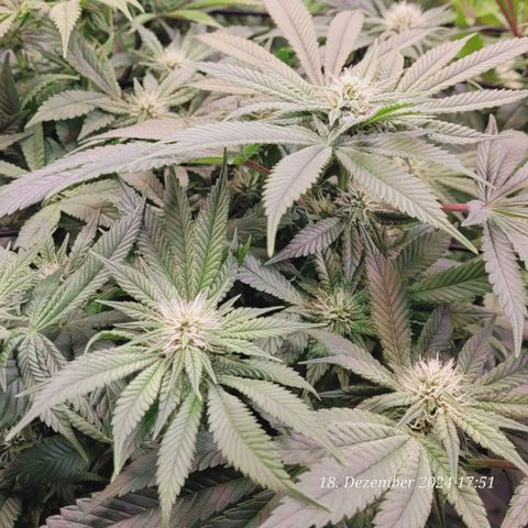 Lockdown Kush 2 Petra  growlog timeline photo