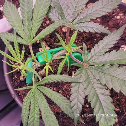 Lockdown Kloni growlog timeline photo
