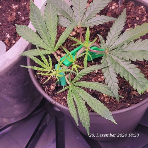 Lockdown Kloni growlog timeline photo