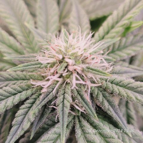 Lockdown Kush 2 Petra  growlog timeline photo