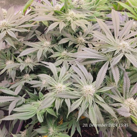 Lockdown Kush 2 Petra  growlog timeline photo